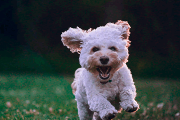 Mantendo a boa convivência dos pets com a vizinhança