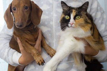 Pets nos condomínios e as leis