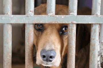 Nova lei obriga condomínios a denunciar casos de maus tratos a animais