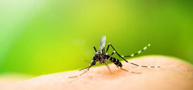 Dengue: veja quais os sintomas da doença, cuidados e como evitar