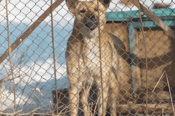 Nova lei de maus tratos a animais em condomínios está em vigor em JF