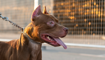 O que os Síndicos precisam saber sobre a nova Lei para tutores de cães perigosos 