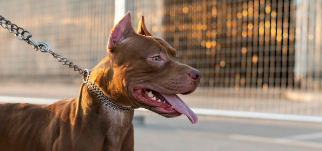 O que os Síndicos precisam saber sobre a nova Lei para tutores de cães perigosos 