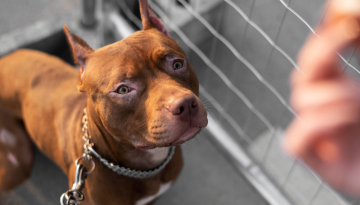 Cães Potencialmente Perigosos em JF: O que a Lei Municipal 15.095/25 Significa para o Seu Condomínio