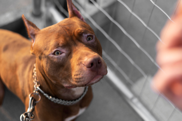 Cães Potencialmente Perigosos em JF: O que a Lei Municipal 15.095/25 Significa para o Seu Condomínio