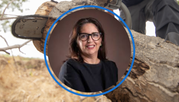 Lei sobre Poda de Árvores e os condomínios: solução necessária ou transferência de responsabilidades?