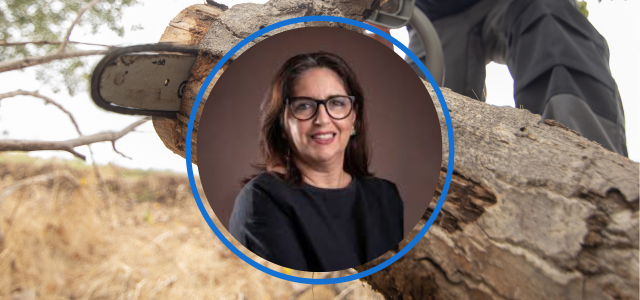 Lei sobre Poda de Árvores: solução ou transferência de responsabilidades?